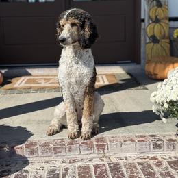 Lainey - Poodle
