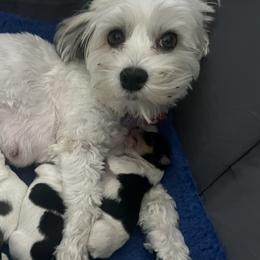 Havanese from A Batch of Cookie’s