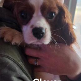 Clover - Cavalier King Charles Spaniel