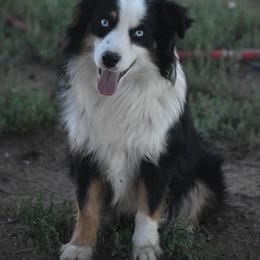 Spyder - Miniature American Shepherd