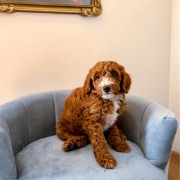 Andy - Red  male Goldendoodle puppy in Lakeland, Florida from Rolling Oak Doodles