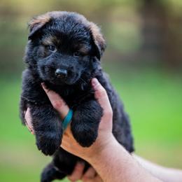 German Shepherd Puppies from Howixx German Shepherds