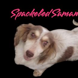 Sam - Dachshund