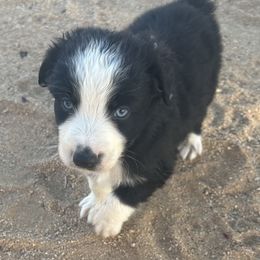 Boy 2 - Black & white male Miniature Australian Shepherd puppy in Yucca Valley, California from Pedroza Farm