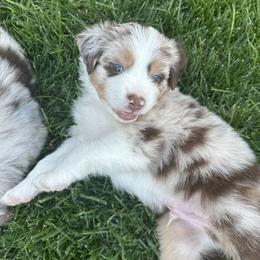 Australian Shepherd Puppies from Sadie Blue's Willamette Valley Aussies