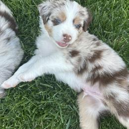 Australian Shepherd Puppies from Sadie Blue's Willamette Valley Aussies