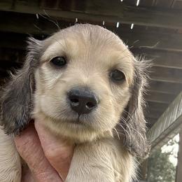 Sassy - Cream female Dachshund puppy in Elizabeth, Colorado from Wieners are Wonderful