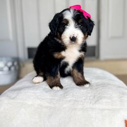 Georgia - Tri-color female Bernedoodle puppy in West Haven, Utah from Split Mountain Doodles