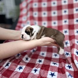 Bulldog Puppies from Sweet Rolls