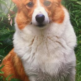 Pembroke Welsh Corgi and Poodle All Grown Up from Ivy League Poodles