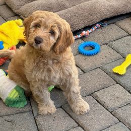 Australian Labradoodle Puppies from Palo Alto Labradoodles