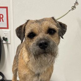 Simon - Border Terrier