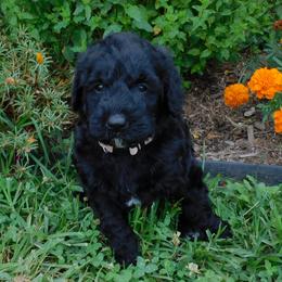 Princess Peach - Black and white female Sheepadoodle puppy in Owensville, Missouri from Oak Valley Kennels