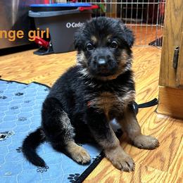 Girl 2 - Black and red female German Shepherd puppy in Puyallup, Washington from Majestic Royal German Shepherd’s