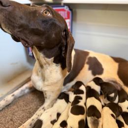Freedom - female German Shorthaired Pointer puppy in Six Mile, South Carolina from The Proper Pointer Co.