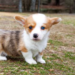 Rajah - 2500 - Red merle and white male American Corgi puppy in Star City, Arkansas from T4 Farms