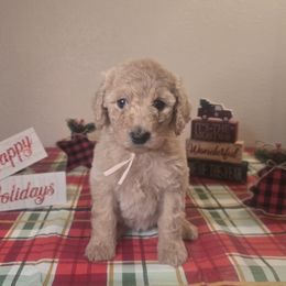 Pink Girl - Caramel cream female Labradoodle puppy in El Paso, Texas from My Cuddly Doodles