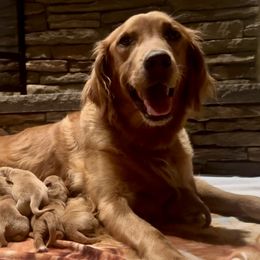 Golden Retrievers from Companion Goldens of the Carolinas