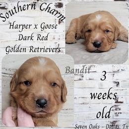 Bandit (Gray Collar) - Dark golden male Golden Retriever puppy in Scurry, Texas from 07 Seven Oaks Goldens and Doodles