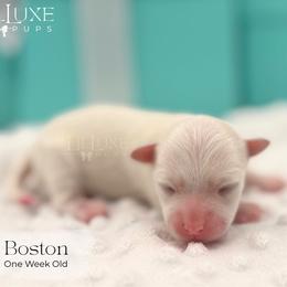 Boy 4 - male Morkie puppy in Scottsdale, Arizona from Lil Luxe Pups
