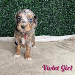 Violet Girl - Merle female Goldendoodle puppy in Modesto, California from Two Doods Doodles
