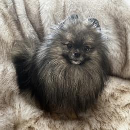 Manny - Cream sable male Pomeranian puppy in Richmond, Kentucky from Pixie Dust Pomeranians