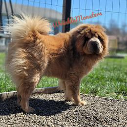 Gizmo - Chinese Shar-Pei