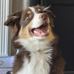 Australian Shepherd Puppies from Page Family Homestead