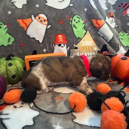Piccolo - Piebald male Dachshund puppy in Park Hills, Missouri from Ozark Miniature Dachshunds