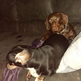 Dachshunds from Dardar's Dachshunds