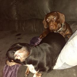 Dachshunds from Dardar's Dachshunds