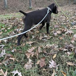 German Shorthaired Pointer and Wirehaired Pointing Griffon Puppies from County Line Pointers
