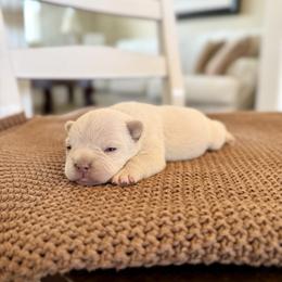 French Bulldog Puppies from Country Farm Frenchies
