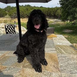 Barny - Black male Poodle puppy in Copperas Cove, Texas from Lollipop R Poodles