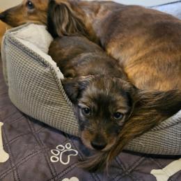 Rider - Brindle male Dachshund puppy in Lebanon, Oregon from Willow Moons Dachshunds