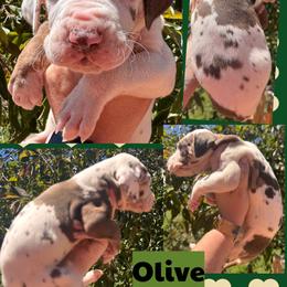OLIVE - Chocolate and white male Great Dane puppy in Wellsville, New York from Prophecy Danes