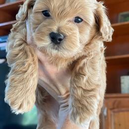 Maltipoo Puppies from Piper N Penny