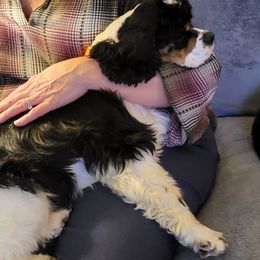 Dazzle - Cocker Spaniel