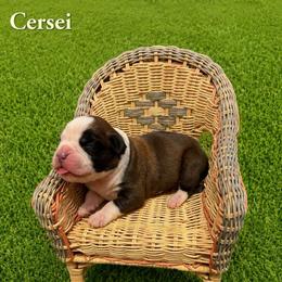 Cersei - Fawn female Boxer puppy in Abilene, Texas from L&L Euro Boxers and Small Town Shih Tzus