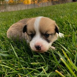 Brownie - Sable male Pembroke Welsh Corgi puppy in Saratoga, Wyoming from Maria's Pembroke Welsh Corgis