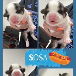 Sosa - Black and white male American Corgi puppy in Payson, Illinois from Creek Farm Corgis