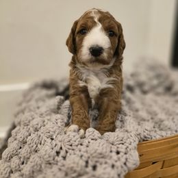 Machiatto - Red  male Goldendoodle puppy in Fordland, Missouri from K&K's Puppy Kingdom