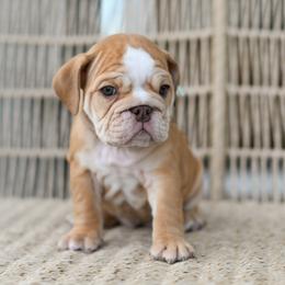 Girl 1 - female Bulldog puppy in Kennewick, Washington from Badger Canyon bulldogs