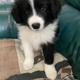 Border Collie Puppies from Christine's Border Collies