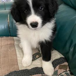 Border Collie Puppies from Christine's Border Collies
