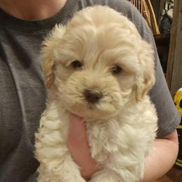 Boy 1 - Buff and white male Cockapoo puppy in Mena, Arkansas from Ouachita River Cockapoos