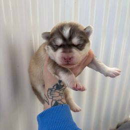 Yellow - Red and white male Siberian Husky puppy in Jonesborough, Tennessee from Dry Creek Siberians