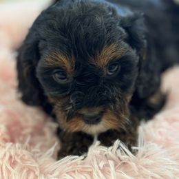 Cavapoo and Shihpoo Puppies from Haus of Doodles