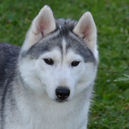 Siberian Husky All Grown Up from Shawna Wells