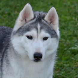Siberian Husky All Grown Up from Shawna Wells